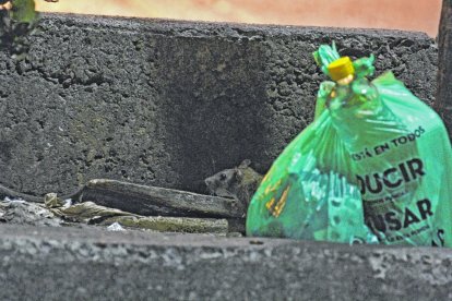 En la zona, las fundas de basura se mueven solas, por los roedores que se meten a comer.