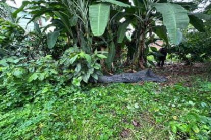 Los restos de la joven fueron hallados en un terreno en Quevedo.