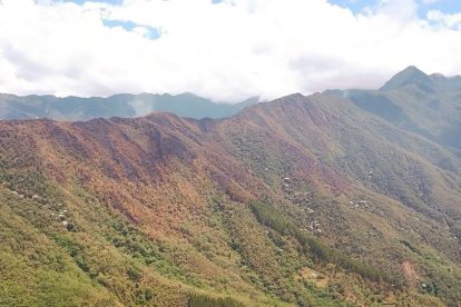El fuego ha consumido gran parte de la vegetación.