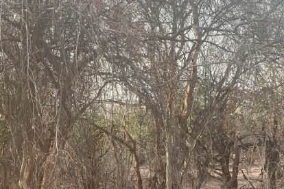 Esta imagen es del Parque Nacional Matusadona, donde se pueden apreciar leones en estado salvaje.