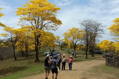 Florecimiento de guayacanes en Zapotillo.