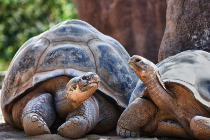 Las tortugas Galápagos, especies únicas en el mundo.