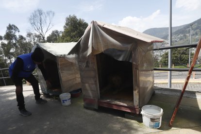 Perros abandonados son cuidados por la comunidad en El Panecillo.