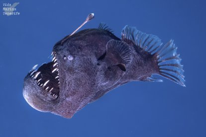 Este es el ejemplar del pez rape abisal que fue visto cerca de la superficie.