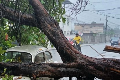 Un árbol cayó debido a las fuertes precipitaciones.