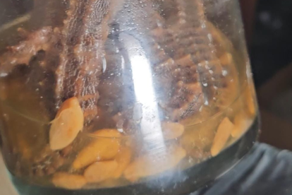 En este frasco encontraron los caballitos de mar.