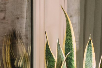 Esta planta podría causar grandes malestares, pero no es letal.