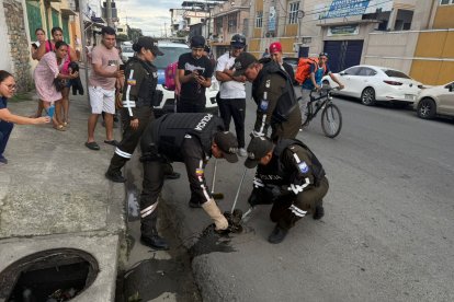 La boa se resguardó en una alcantarilla luego de caerse de un automóvil en movimiento.