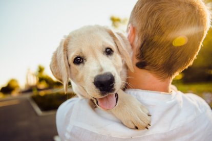 Compartir momentos con tu mascota mejora su estado de ánimo