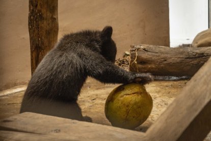 Sisa es una osezna que ha recuperado sus ganas de jugar.