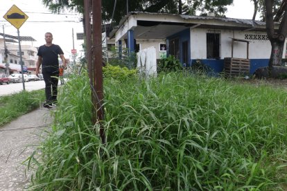 La maleza está muy crecida por la falta de trabajos de mantenimiento.