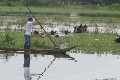 Los ganaderos tienen a sus vacas bajo el agua. No queda tierra firme donde puedan pastar debido a las constantes lluvias.