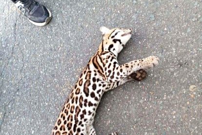 Un tigrillo fue encontrado muerto en una carretera de Colonche este domingo 9 de marzo.