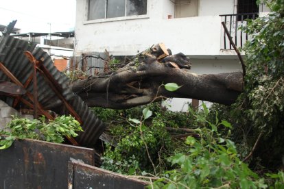 Las lluvias provocaron las caída de un árbol.
