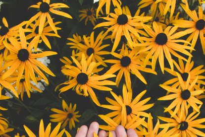 En Ecuador habido un incremento en la venta de las flores.