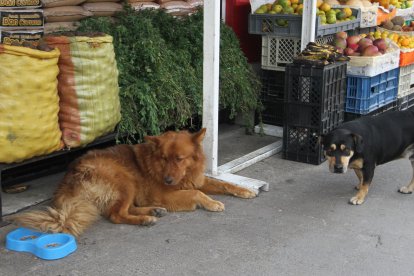 El perrito tiene varios amigos en el barrio.