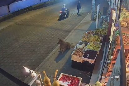 El perrito estuvo siempre alerta.