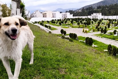 El Zambo acompaña día a día a decenas de deudos hasta el camposanto.

ag - periodista
ag - granasa