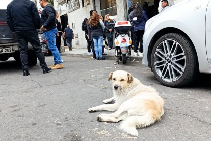Sobre le origen del animal poco se sabe, solo lo ven diariamente entre las funerarias de Riobamba.