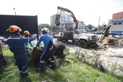 Continúan los trabajos de limpieza de árbol caído en el barrio Granada Centeno