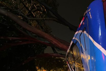 La caída de un árbol, en el norte de Guayaquil, generó afectaciones en un bus.