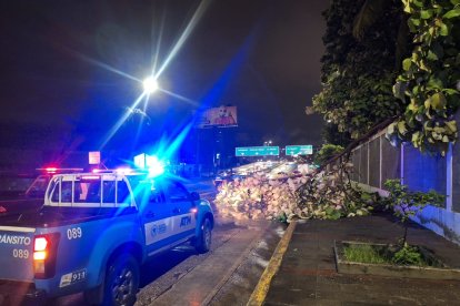 Un árbol colapsó en la avenida Pedro Menéndez.