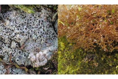 Diploschistes muscorum y Cetraria aculeata.