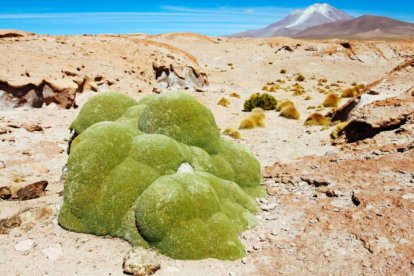 El musgo del desierto Syntrichia caninervis puede adaptarse a las condiciones simuladas de Marte.