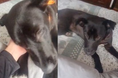 La perrita fue encontrada con señales de abuso.