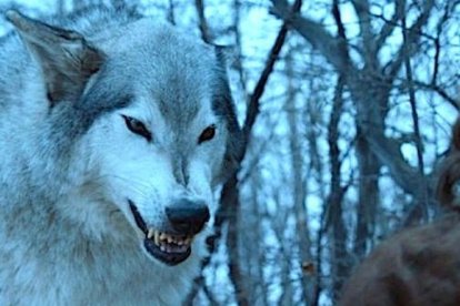 El lobo terrible apareció en Juego de Tronos.