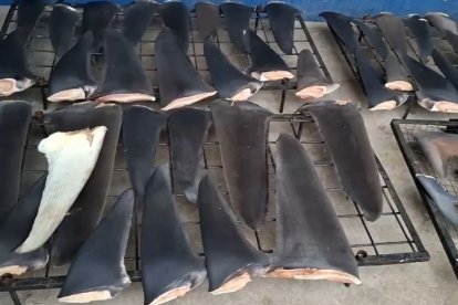 El operativo logró la incautación de aproximadamente 40 toneladas de aletas de tiburón.