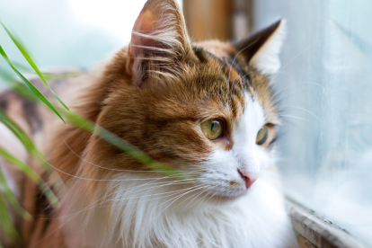 Detectar el duelo en una mascota es el primer paso para acompañarla en su proceso de sanación.