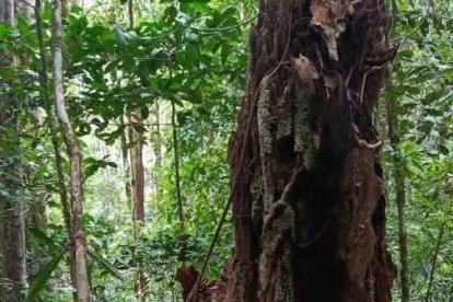 Este fue un refugio improvisado que creó el niño para pasar las noches.
