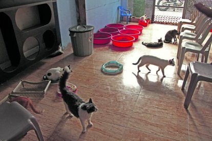 Los gatos cuentan con un espacio especialmente destinado para sus necesidades, que incluye una tina con arena.