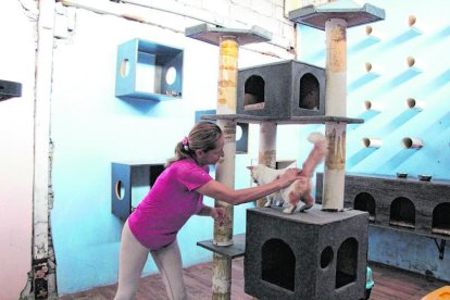 Las mascotas disfrutan de sus áreas de recreación, construidas con madera, donde juegan y saltan libremente.