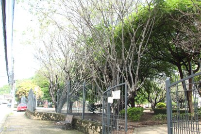Así lucen los robles que rodean el parque, con sus troncos agrietados y ramas secas.