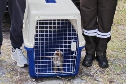 El primate fue revisado por veterinarios para saber si tenía algún tipo de herida y luego lo llevaron al zoológico de Guayllabamba.