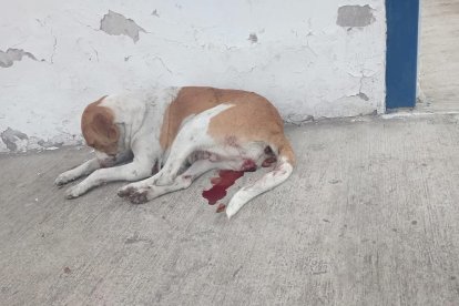 Matilda fue dormida para evitarle más sufrimiento.