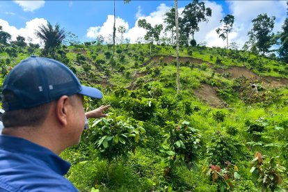 Las grandes grietas entre las plantaciones preocupan a la comunidad.