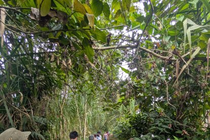 En Puyo se realizarán diferentes actividades durante las festividades por los 126 años de independencia.
