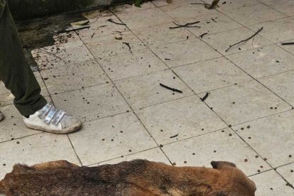 Los perros sobrevivientes se alimentaban del escaso alimento que encontraban regado en los pisos.