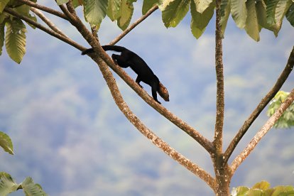 En esta reserva natural habitan diversas especies de animales.