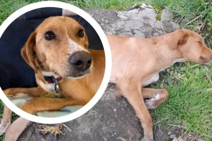 Estas fueron las condiciones en que la fundación Lucky, en Quito, rescataron al perro Teddy. Actualmente (foto de abajo), ya está estable el can.