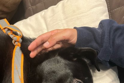 Ella es Negrita, la perrita que aparentemente sufrió de abuso sexual dentro de una institución.