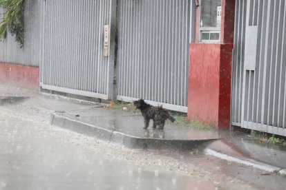 ¡Hasta los animalitos fueron sorprendidos por la lluvia!