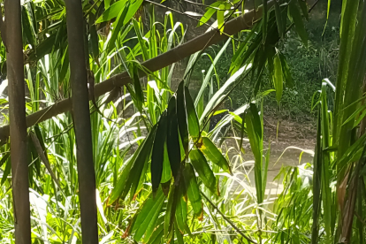 Así fue encontrado el cadáver del joven.
