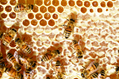 Pese a su importancia, las abejas enfrentan múltiples amenazas a nivel global.