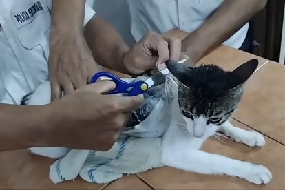 El Ministerio de Justicia de Costa Rica dio a conocer que los paquetes contenían marihuana y pasta de crack.