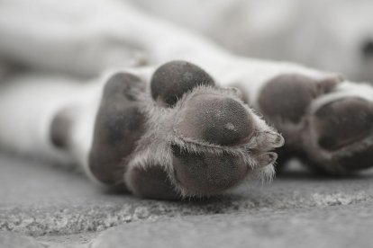 El animal aparece desorientado en plena vía, rodeado de vehículos en movimiento.