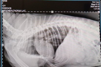 La perrita también tiene algunos de sus huesos rotos.